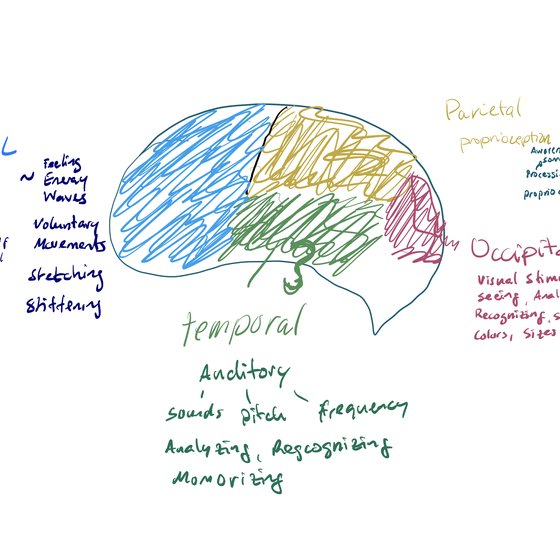 Hand-drawn map of the brain’s lobes and what each one processes